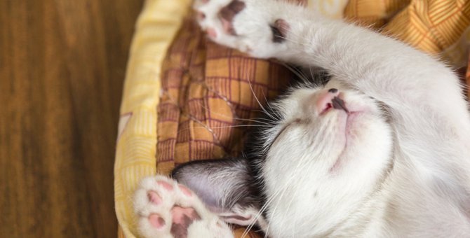 猫の『睡眠』についての知識いくつ知ってる？4つの真実と人との違い