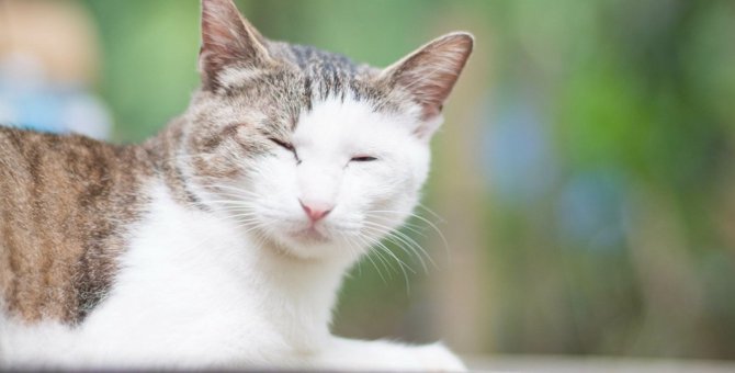 猫が『目を細める時』の4つの本音♡オススメの飼い主の対応とは？