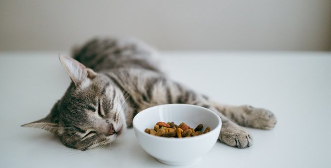 猫が突然ご飯を食べなくなる原因3つと対策