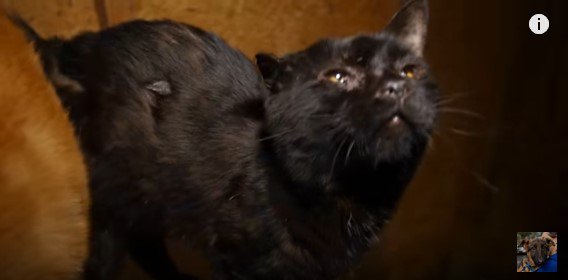 多くの猫や犬、牛までもいたネグレクトの案件から救出された1匹の黒猫