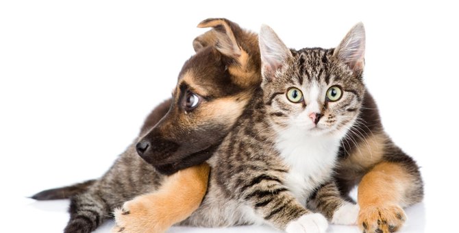 猫と犬の『大きな違い』4つ！記憶や言語能力など両者の個性がわかる違いとは？