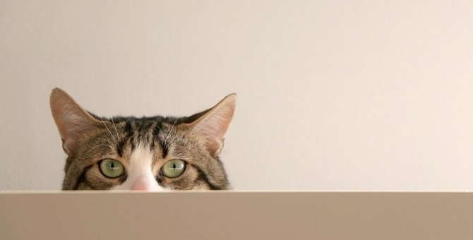 猫が『人を下に見ている時』にする3つの行動