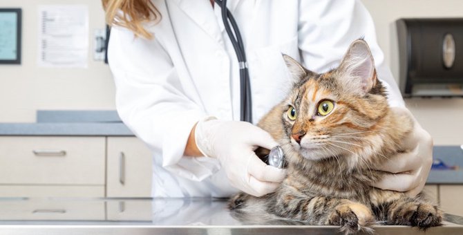 猫に腫瘍がある時の対処法と考えられる病気