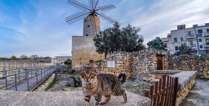 猫の楽園『マルタ島』地中海の美しい島で猫に出会えるスポット5選