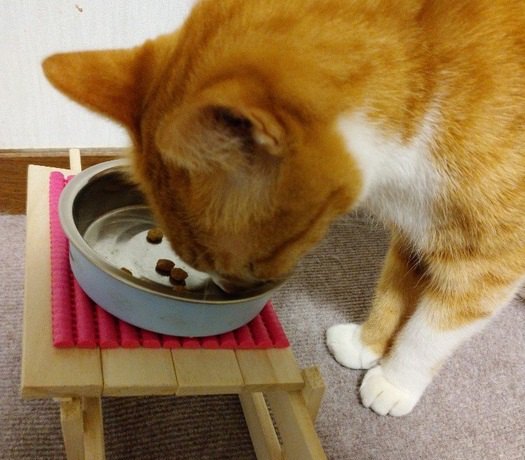 楽な姿勢でおいしくごはん♪猫の食器台を作ってみた！