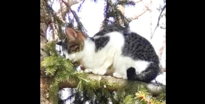 木の上で衰弱していく猫…高所に上ってしまった理由とは？