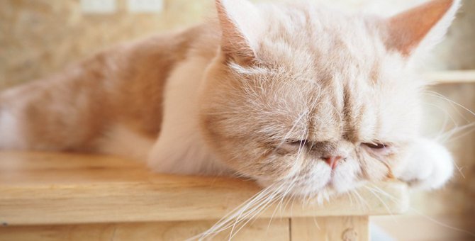 猫がウットリ眠くなる9つのシチュエーション