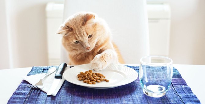猫が『好きな食べ物』TOP3！与える際に必ず注意すべきポイントは？