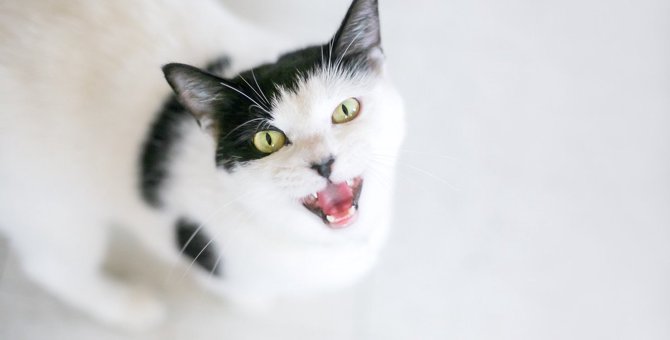 猫が『低い声』を出す4つのタイミング！知っておくべき訴えたいこととは？