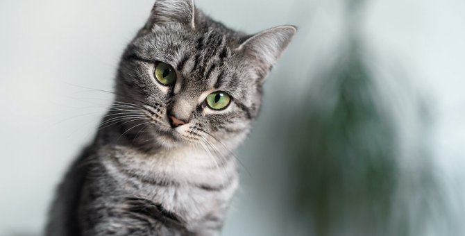 『長生きする猫』の品種４選！長寿のためにすべきことは？