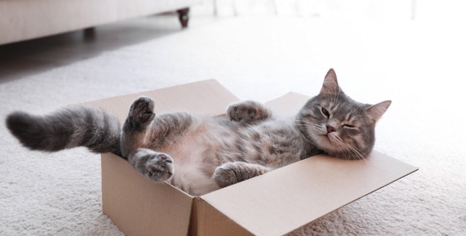 猫が『住みやすい部屋』の6つの条件とは？必須アイテムから快適な温度まで徹底解説！