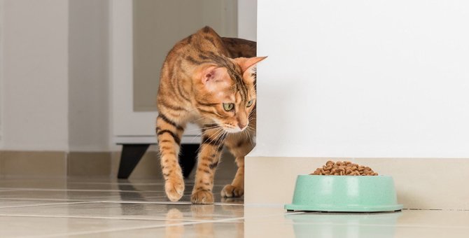 猫のベストな『食事場所』3選　環境作りで注意するべきポイントとは？