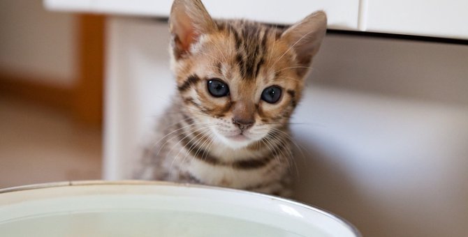 猫が水を飲んでくれない……夏を迎える前に整えたい猫の『水飲み対策』8つ