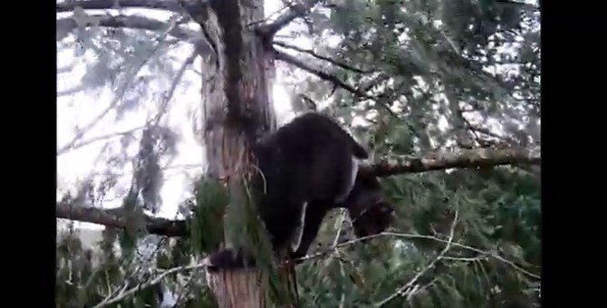 30メートル超えの木の上で立ち往生…強風に怯えた猫をレスキュー！
