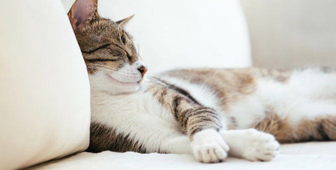 猫が『眠りながら喉を鳴らす』のはなぜ？3つの意味