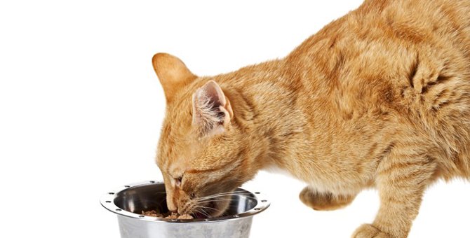 猫がドライフードを食べない理由と対処法