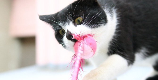 猫の歯磨きおもちゃの使い方やおすすめ商品を紹介