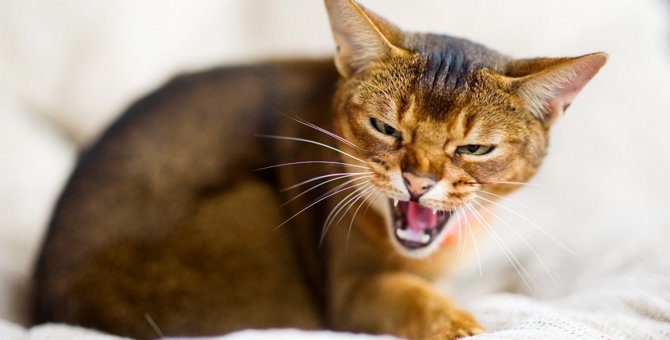 『攻撃的』な猫の特徴５つ