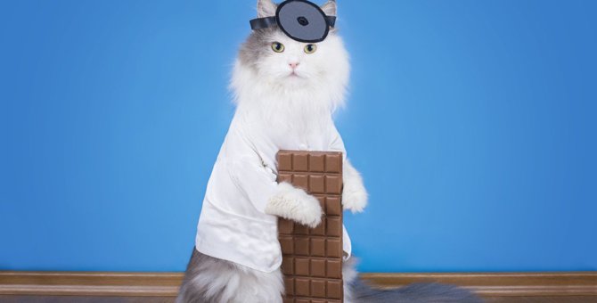 猫に『チョコレート』は命取り！その理由や致死量・誤食した時の対処法3つ