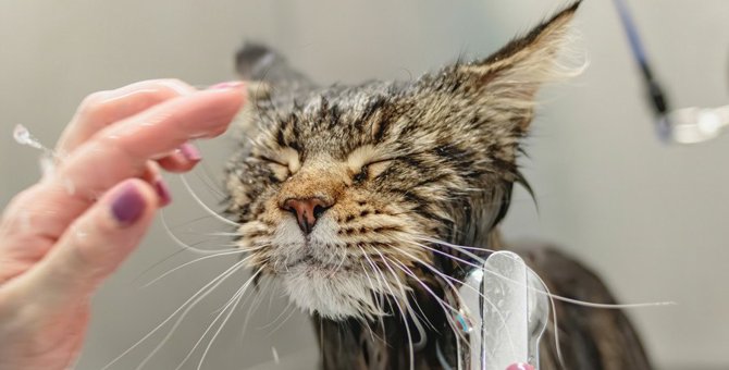 猫の苦手意識を和らげる『入浴方法』4つ