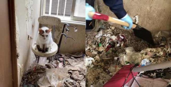 52匹の猫がゴミと糞尿の山に…多頭飼育崩壊の過酷な現場とは？