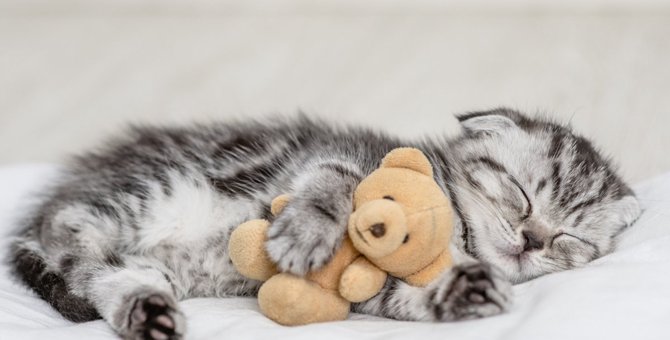 猫の『寝相』が変わった！影響を与える要因と安眠対策3つ