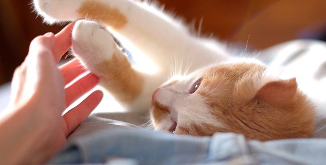 猫の可愛すぎる『ソフトタッチ』♡4つの意味と飼い主のベストな応え方を解説！