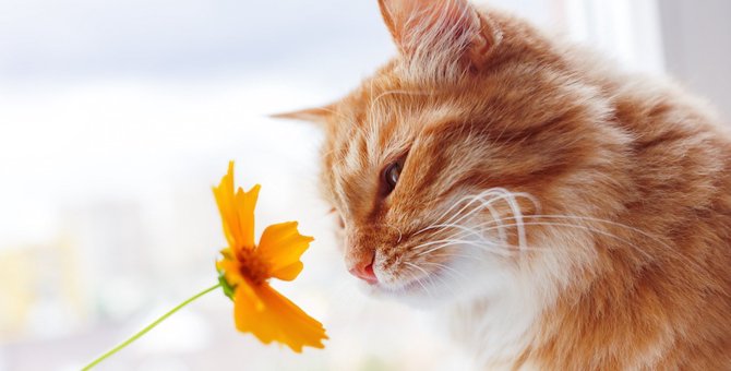 猫っていい匂い！香ばしい香りがする３つの理由