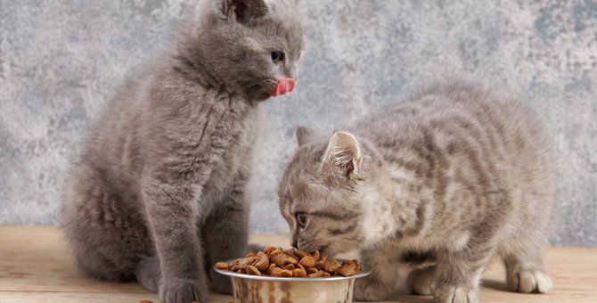 猫が『ご飯の食べこぼし』をする原因7つ　病気が潜んでいる可能性も