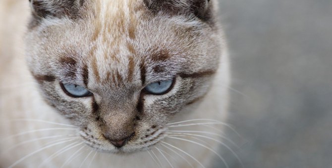 猫が『視線をそらす時』の3つの心理　目を合わせちゃダメって本当？