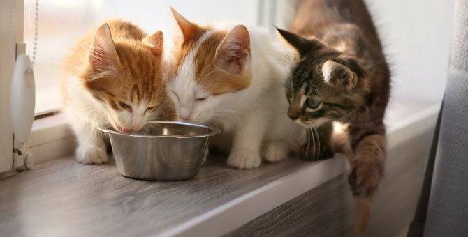 猫の短命に繋がる『ご飯の与え方』4つ！正しい与え方や食べ過ぎる猫への対策とは？