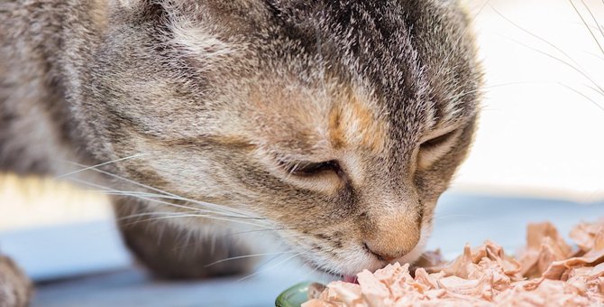 猫に「かつお」を食べさせる時の注意点