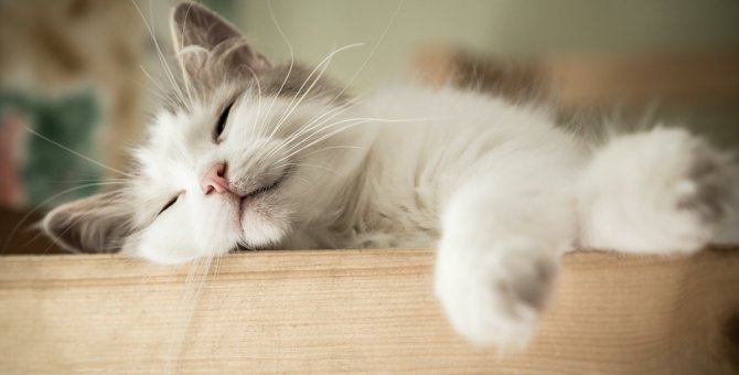 夏になると猫の寝場所に変化が…猫が暑くなると寝場所を変える３つの理由