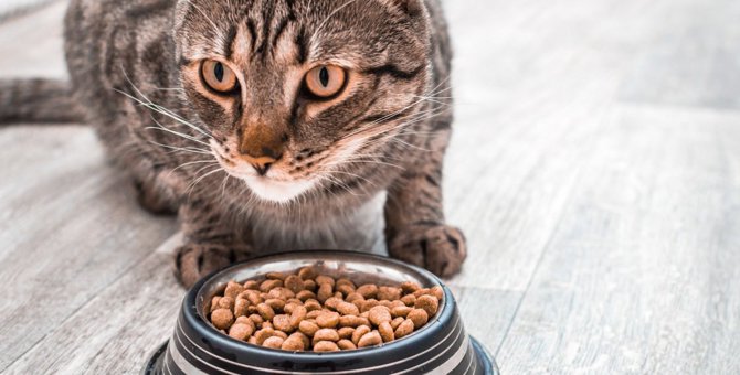 偏食ぎみの猫は食べてくれるものだけあげていてもいいの？