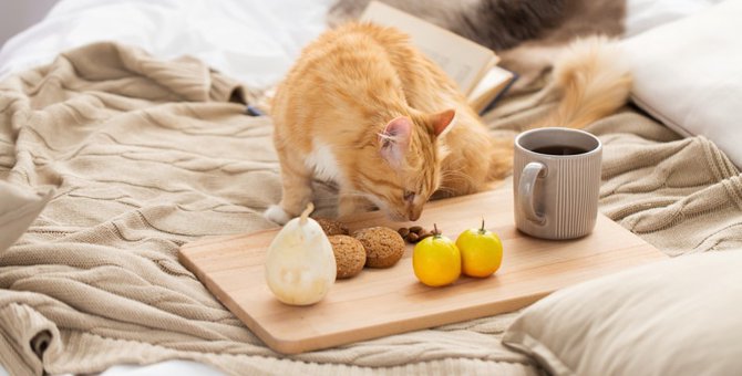 猫にナッツ類を与えるのはNG！食べた時の対処法について