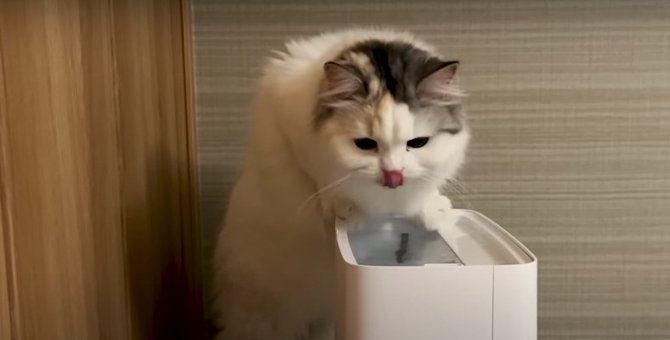加湿器の水の美味しさに気づいてしまった猫ちゃん♡