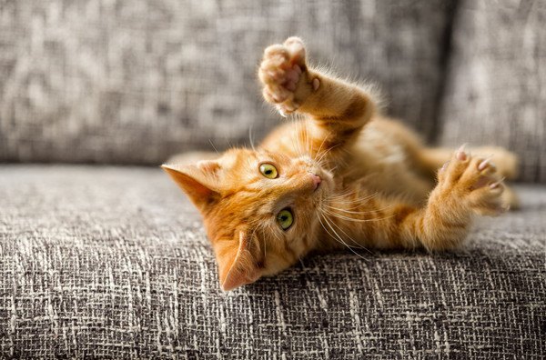 猫が爪を立てるのはどんなとき？