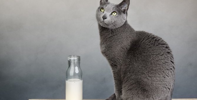 猫は人間が飲む牛乳を飲んでも大丈夫？