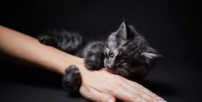 猫が『化粧水のついた手』を舐めたがる2つの理由と注意点