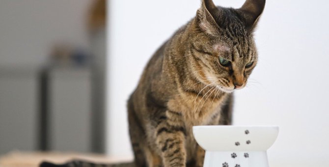 猫の食欲が落ちているときの4つの原因…病気の早期発見につながる場合も？