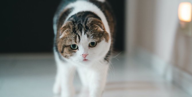 猫の動きが何だか変……不自然な行動になる原因５つ