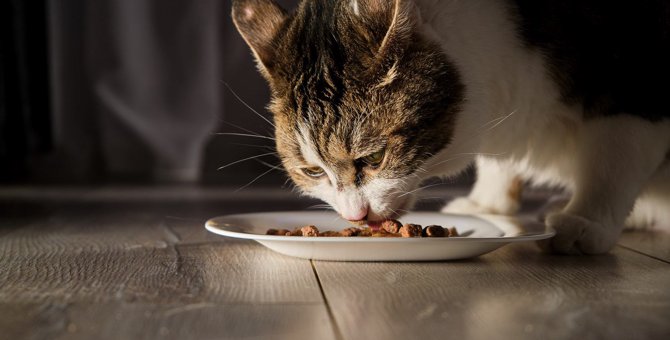 【介護】寝たきりになった猫の食事の注意点３つ