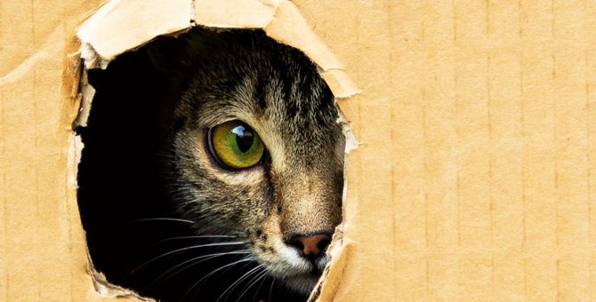 猫が物陰から覗いている時の意外な3つの心理