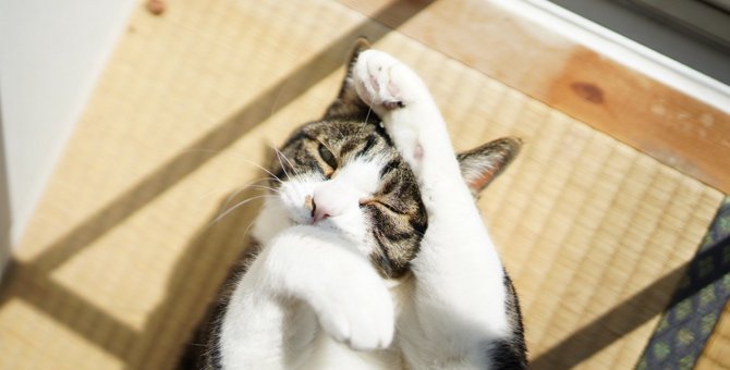 猫がストレスを感じた時に起こる体の変化３つ