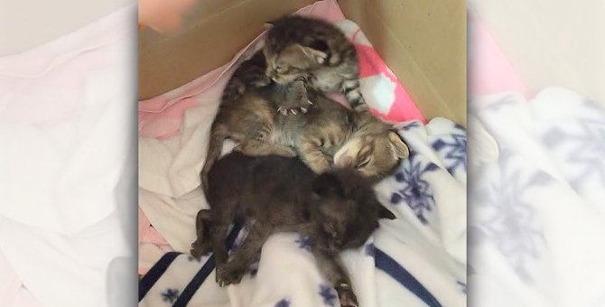 段ボールに捨てられ、台風の中を必死に生き延びた子猫たち