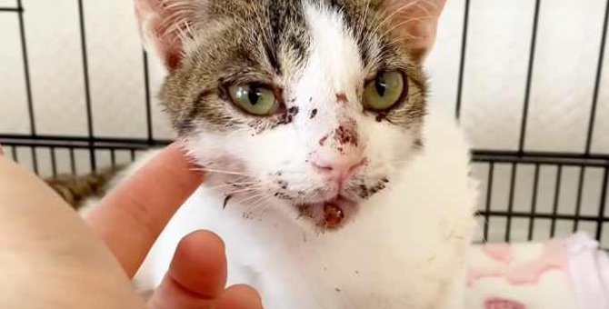事故で大量出血した子猫…懸命のケアで純白の被毛が輝く美猫へ！
