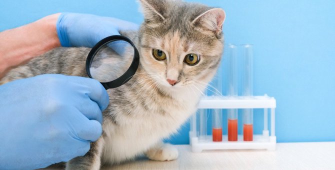 猫に『ハゲ』ができる5つの原因　対処法と病気の可能性