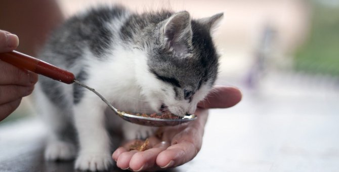 子猫におすすめの餌５選！選び方のポイントとは