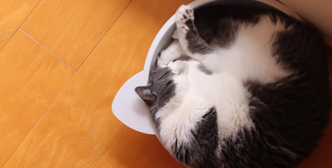 猫の可愛らしい姿『丸まって寝る』には4つの理由が！どんな場所ですることが多いの？