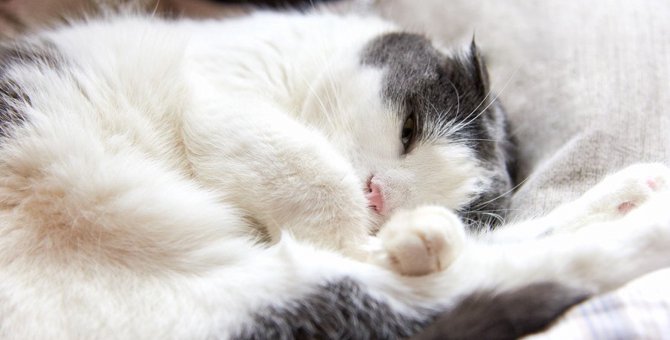 猫がふて寝してしまう９つのシチュエーション